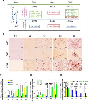 Histological characteristics of hair follicles at different hair cycle and in vitro modeling of hair follicle-associated cells of yak (Bos grunniens)